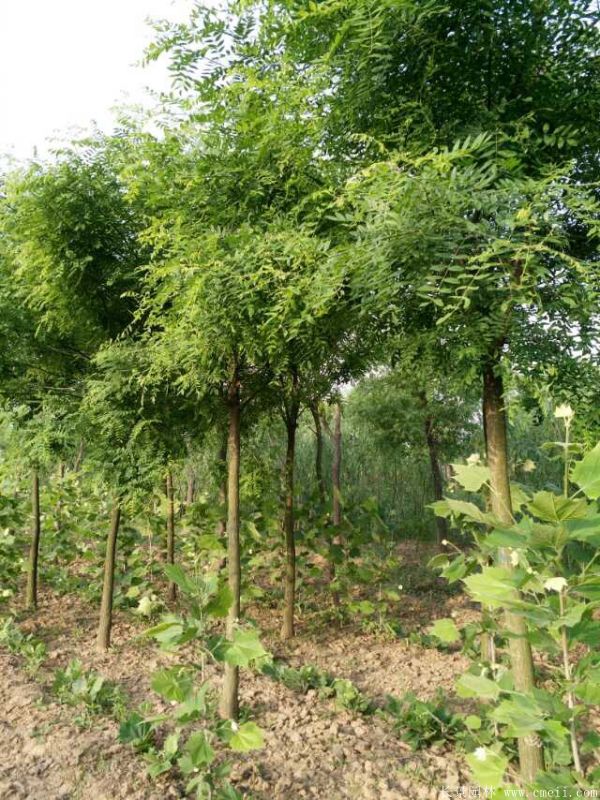 刺槐图片刺槐基地实拍