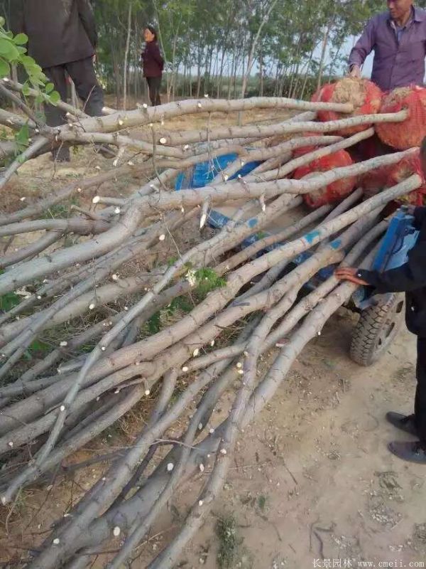 刺槐图片刺槐基地实拍