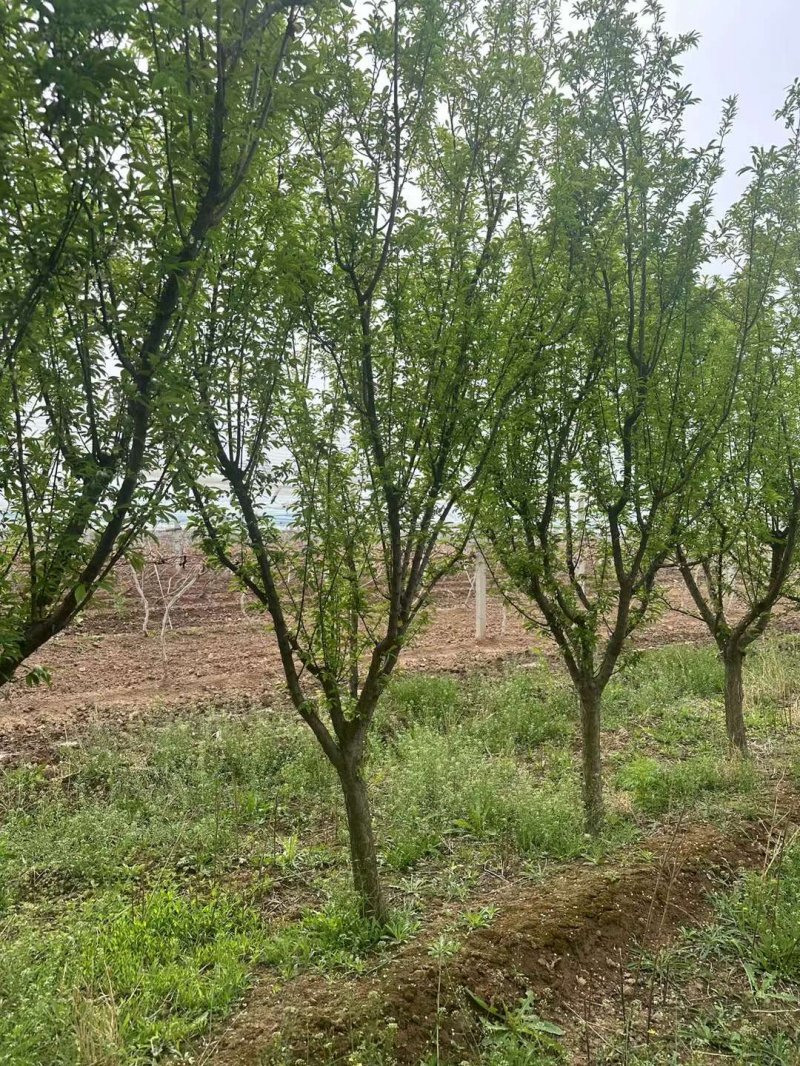 果树李子树