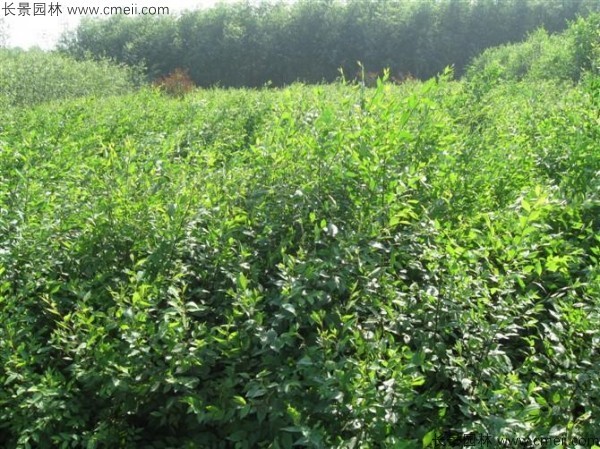 <a href='https://www.lvbad.com/linmuzhongzi/1836.html' target='_blank'>白榆</a><a href='https://www.lvbad.com/' target='_blank'>种子</a>发芽出苗图片