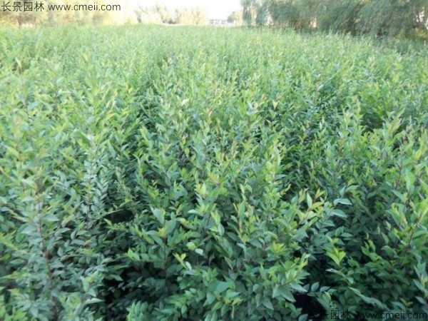 <a href='https://www.lvbad.com/linmuzhongzi/1836.html' target='_blank'>白榆</a><a href='https://www.lvbad.com/' target='_blank'>种子</a>发芽出苗图片