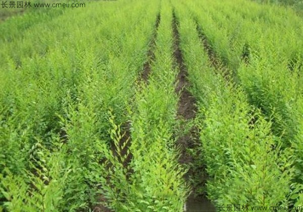 <a href='https://www.lvbad.com/linmuzhongzi/1836.html' target='_blank'>白榆种子</a>发芽出苗图片