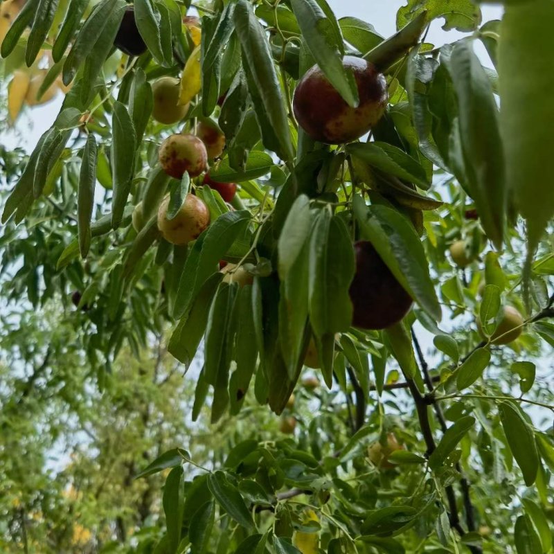 <a href='https://www.lvbad.com/linmuzhongzi/1814.html' target='_blank'>枣树</a>图片