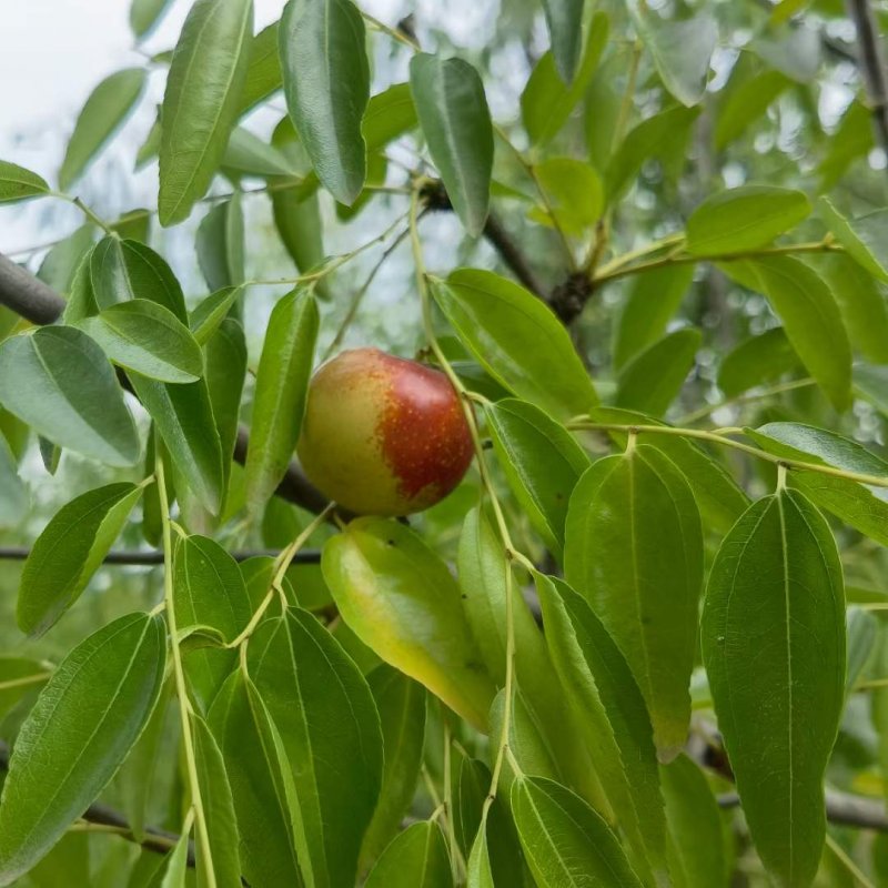 <a href='https://www.lvbad.com/linmuzhongzi/1814.html' target='_blank'>枣树</a>图片