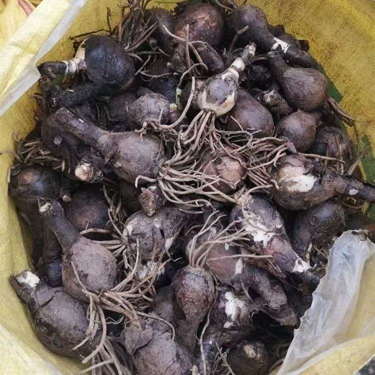 彼岸花种球种根种苗