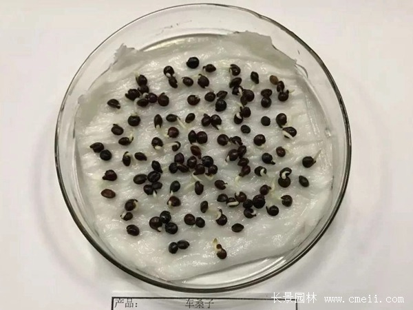 <a href='https://www.lvbad.com/linmuzhongzi/2217.html' target='_blank'>车桑子种子</a>