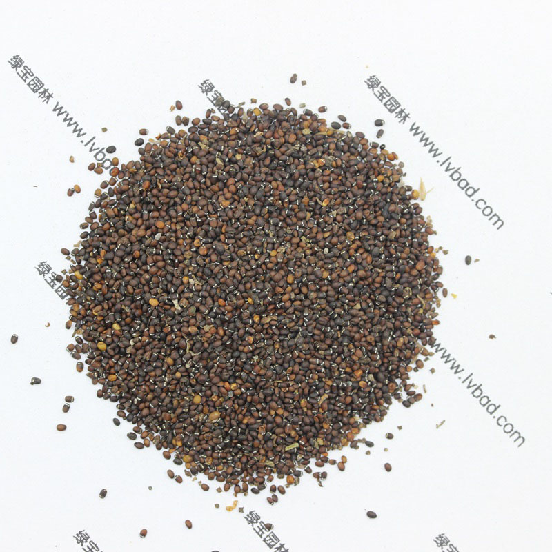 <a href='https://www.lvbad.com/caohuazhongzi/1023.html' target='_blank'>薄荷</a><a href='https://www.lvbad.com/' target='_blank'>种子</a>