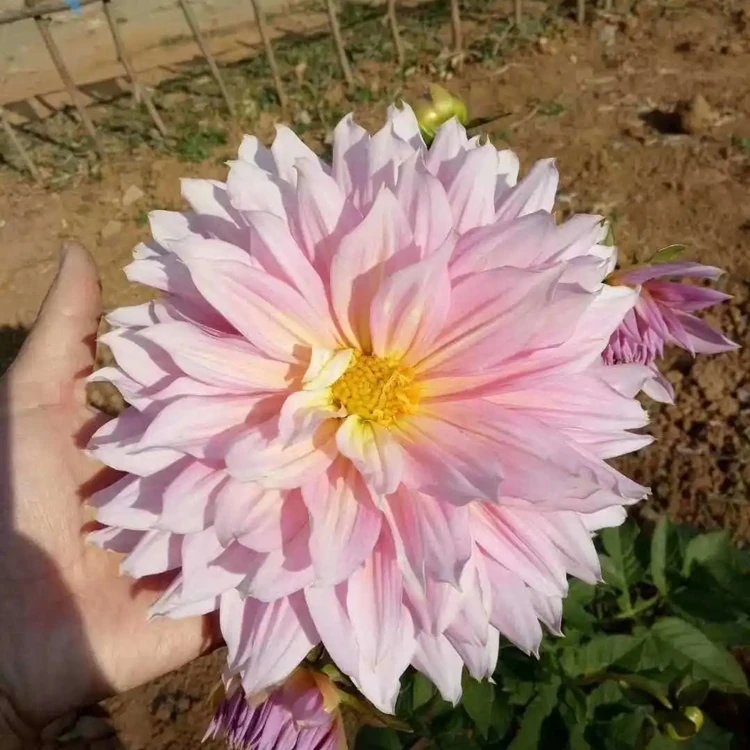 大丽花杯苗容器苗