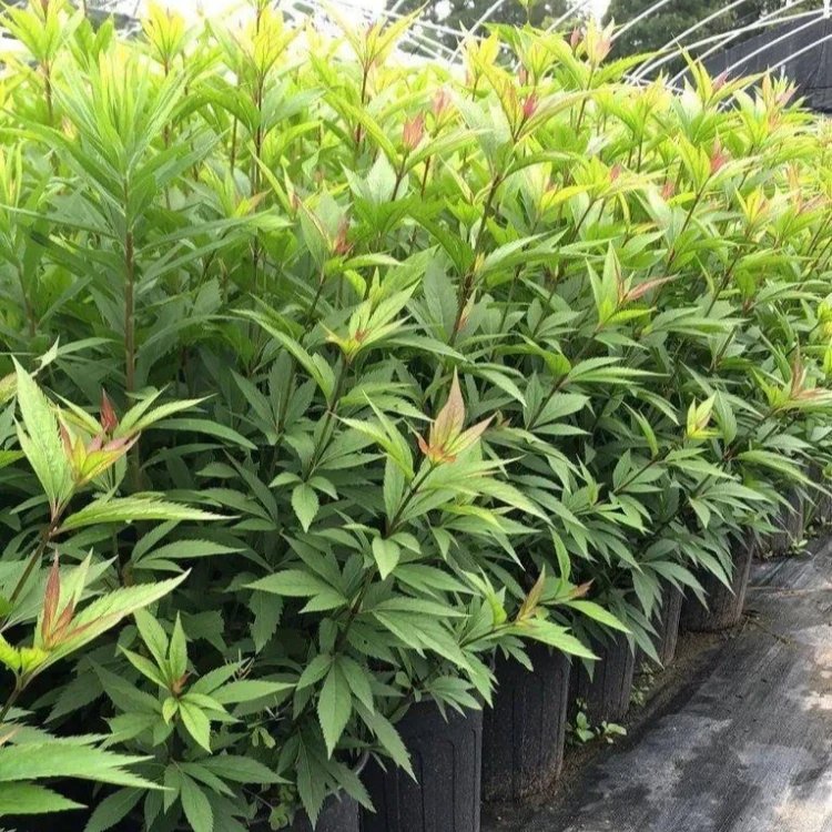 大麻叶泽兰杯苗容器苗