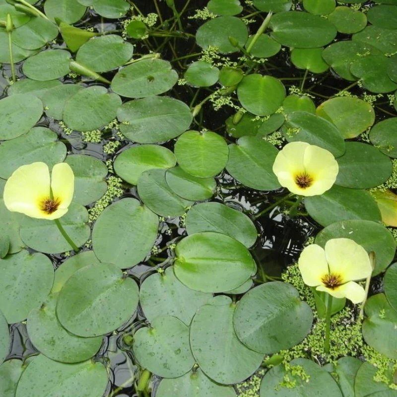 东方罂粟苗