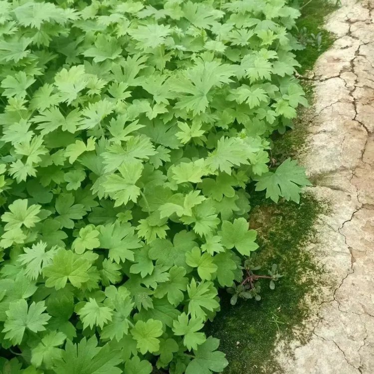 飞燕草杯苗容器苗