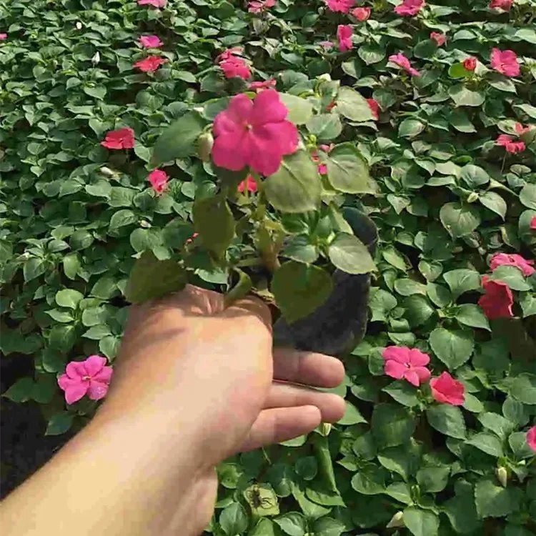 非洲凤仙杯苗容器苗盆栽