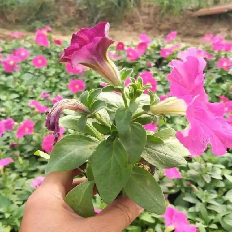 粉色牵牛花杯苗容器苗