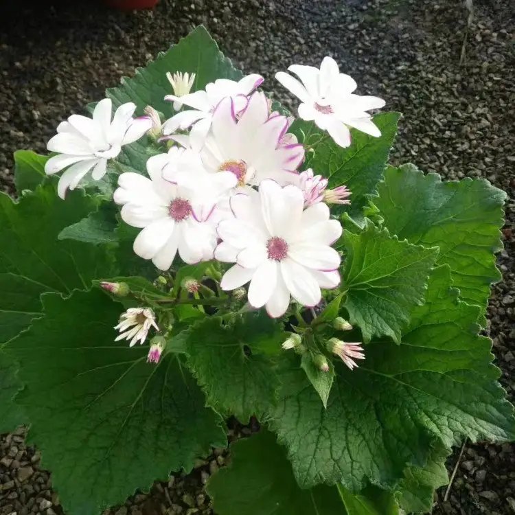 瓜叶菊杯苗容器苗白粉 瓜叶菊杯苗容器苗白粉