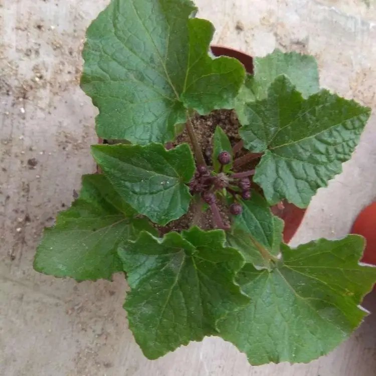 瓜叶菊杯苗容器苗 瓜叶菊杯苗容器苗