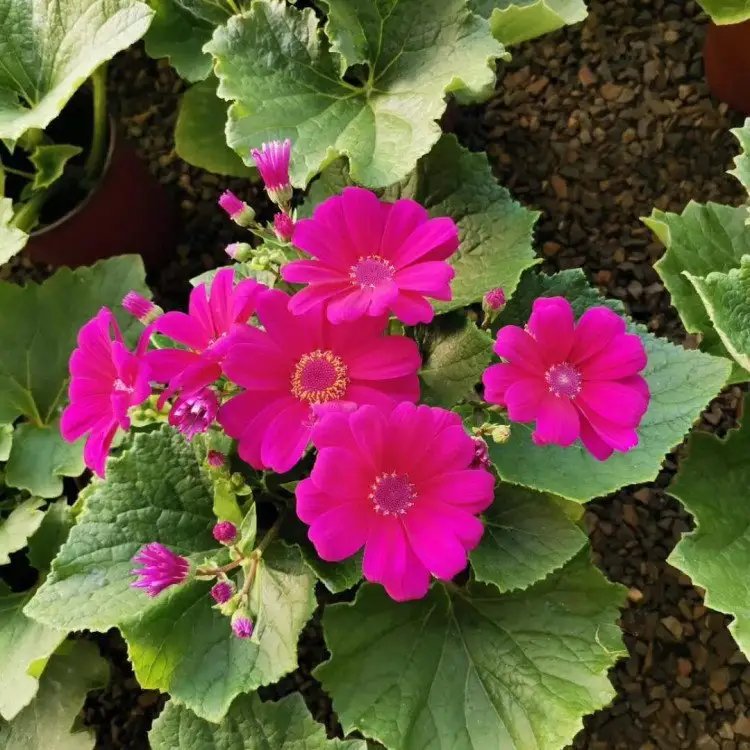 瓜叶菊杯苗容器苗粉花 瓜叶菊杯苗容器苗粉花