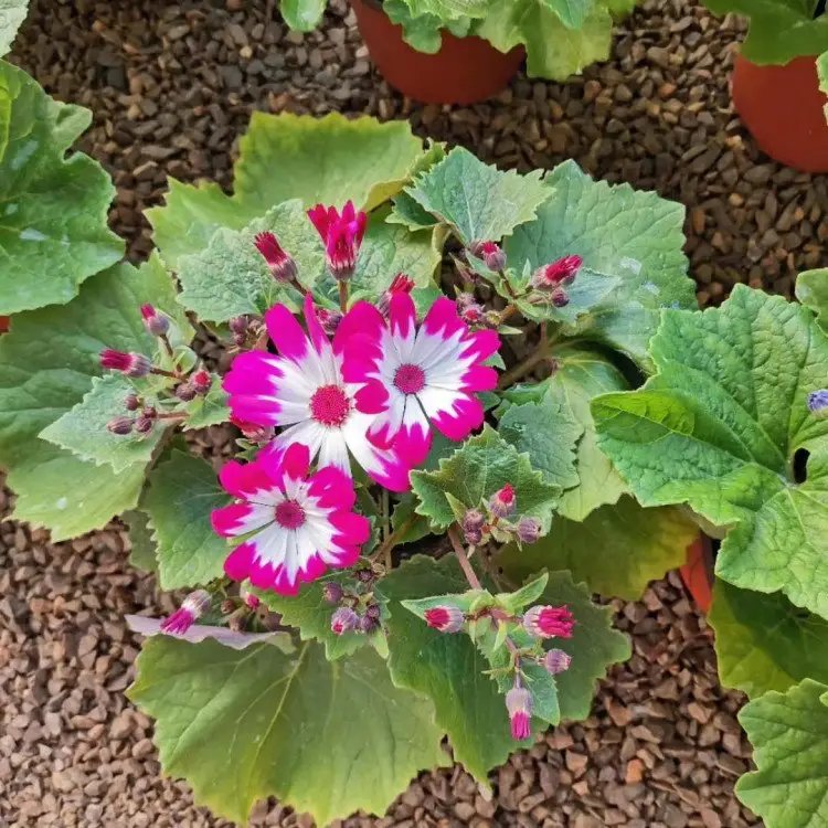 瓜叶菊杯苗容器苗红粉 瓜叶菊杯苗容器苗红粉
