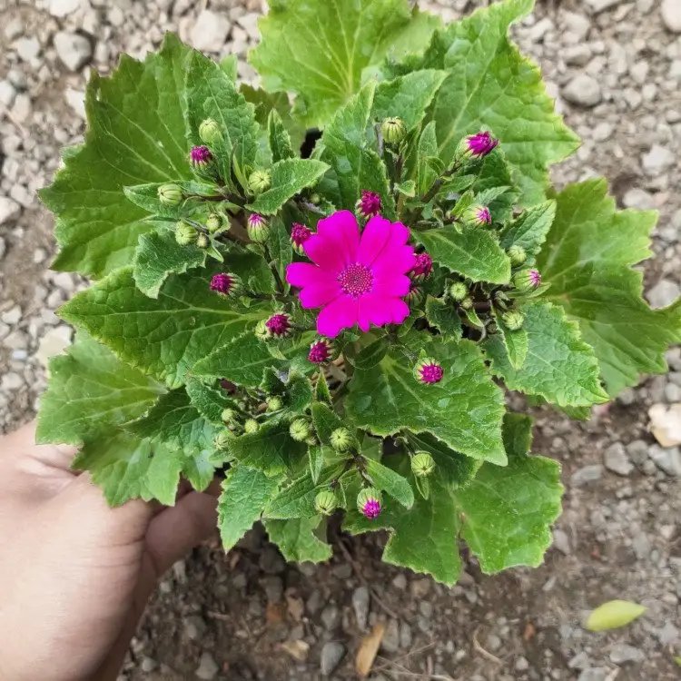 瓜叶菊杯苗容器苗粉花 瓜叶菊杯苗容器苗粉花