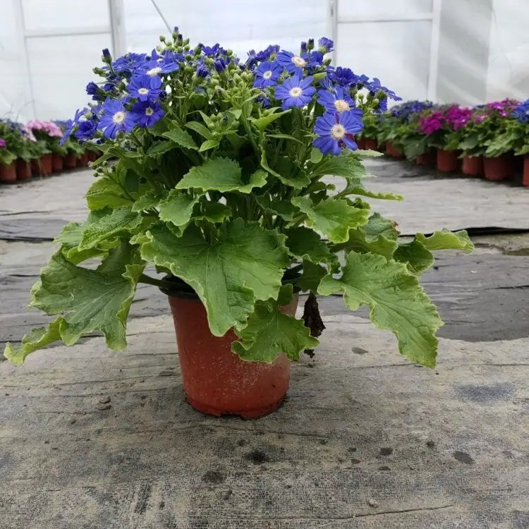 瓜叶菊杯苗容器苗紫花 瓜叶菊杯苗容器苗紫花