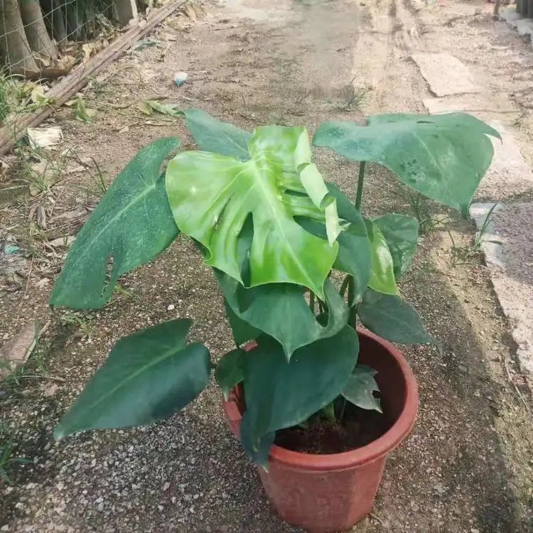 龟背竹杯苗容器苗 龟背竹杯苗容器苗