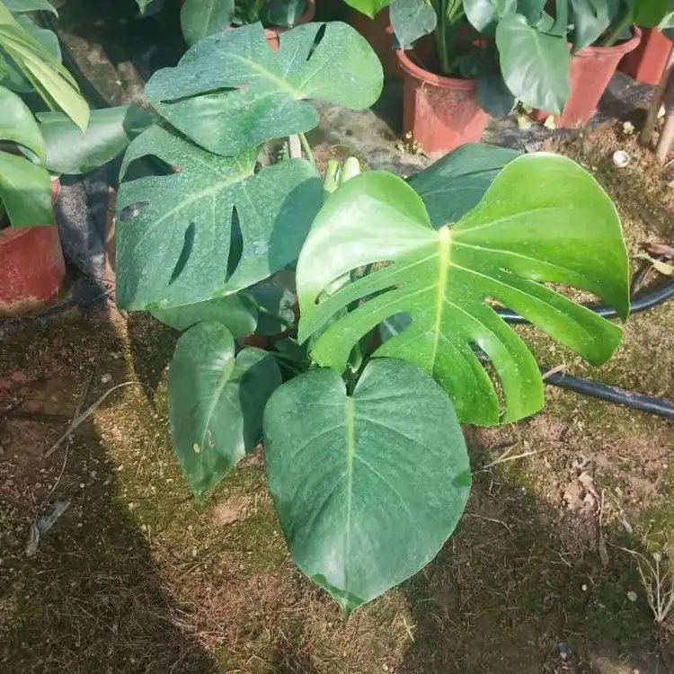 龟背竹杯苗容器苗 龟背竹杯苗容器苗