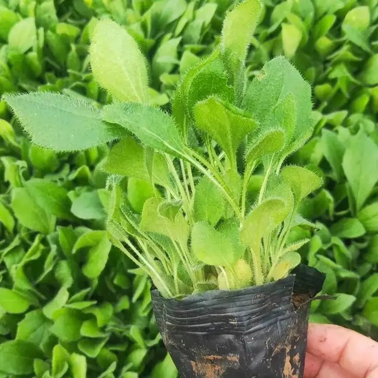 <a href='https://www.lvbad.com/caohuazhongzi/1060.html' target='_blank'>黑心菊</a>杯苗容器苗 <a href='https://www.lvbad.com/caohuazhongzi/1060.html' target='_blank'>黑心菊</a>杯苗容器苗