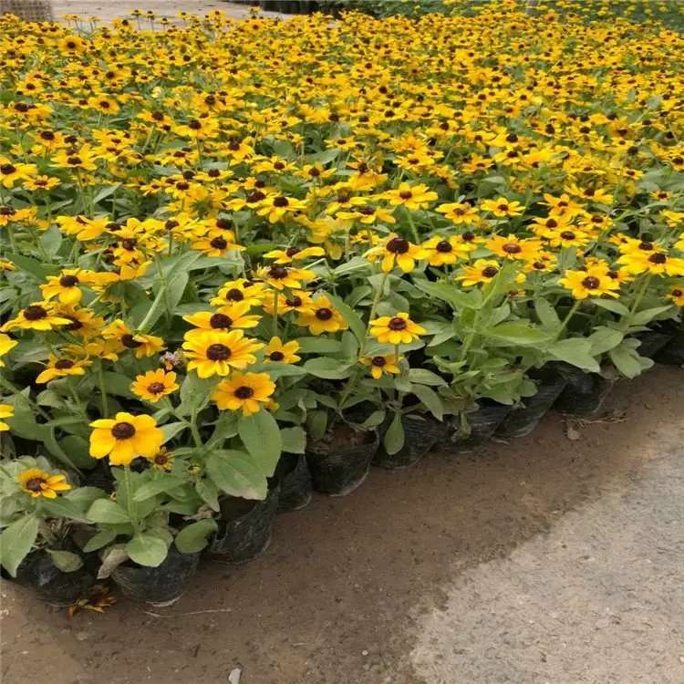 黑心菊杯苗容器苗 黑心菊杯苗容器苗