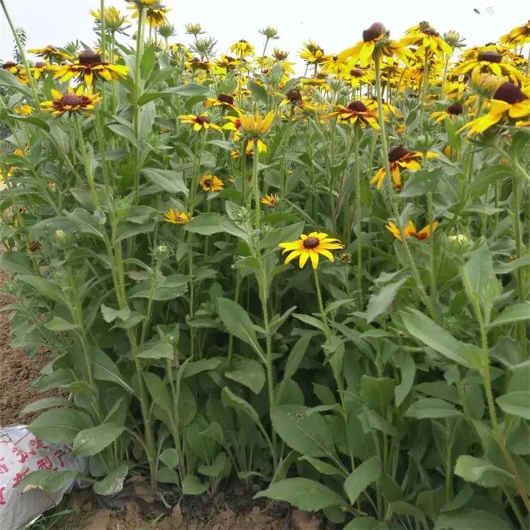 黑心菊杯苗容器苗 黑心菊杯苗容器苗