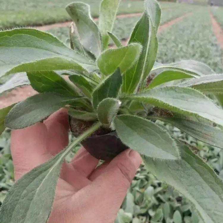 <a href='https://www.lvbad.com/caohuazhongzi/1060.html' target='_blank'>黑心菊</a>杯苗容器苗 <a href='https://www.lvbad.com/caohuazhongzi/1060.html' target='_blank'>黑心菊</a>杯苗容器苗