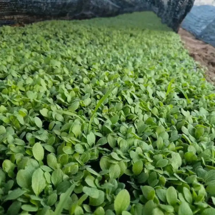 黑心菊杯苗容器苗 黑心菊杯苗容器苗