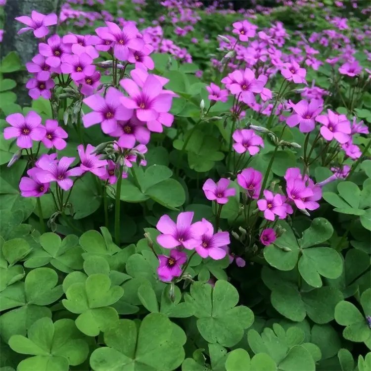 <a href='https://www.lvbad.com/caohuazhongzi/1064.html' target='_blank'>红花酢浆草</a>杯苗容器苗 <a href='https://www.lvbad.com/yaocaizhongzi/2335.html' target='_blank'>红花</a>酢浆草杯苗容器苗