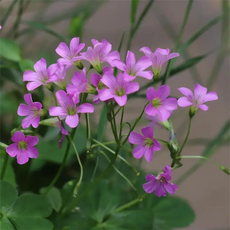 <a href='https://www.lvbad.com/caohuazhongzi/1064.html' target='_blank'>红花酢浆草</a>杯苗容器苗 <a href='https://www.lvbad.com/yaocaizhongzi/2335.html' target='_blank'>红花</a>酢浆草杯苗容器苗