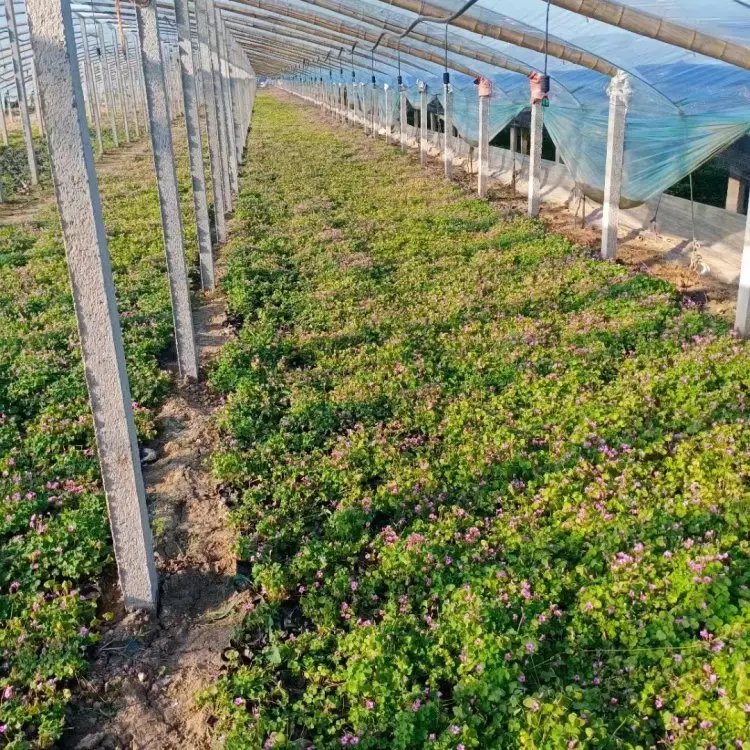 红花酢浆草杯苗容器苗 红花酢浆草杯苗容器苗