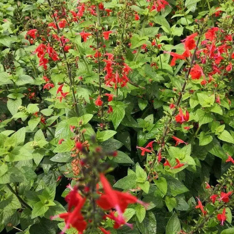 红花鼠尾草杯苗容器苗 红花鼠尾草杯苗容器苗