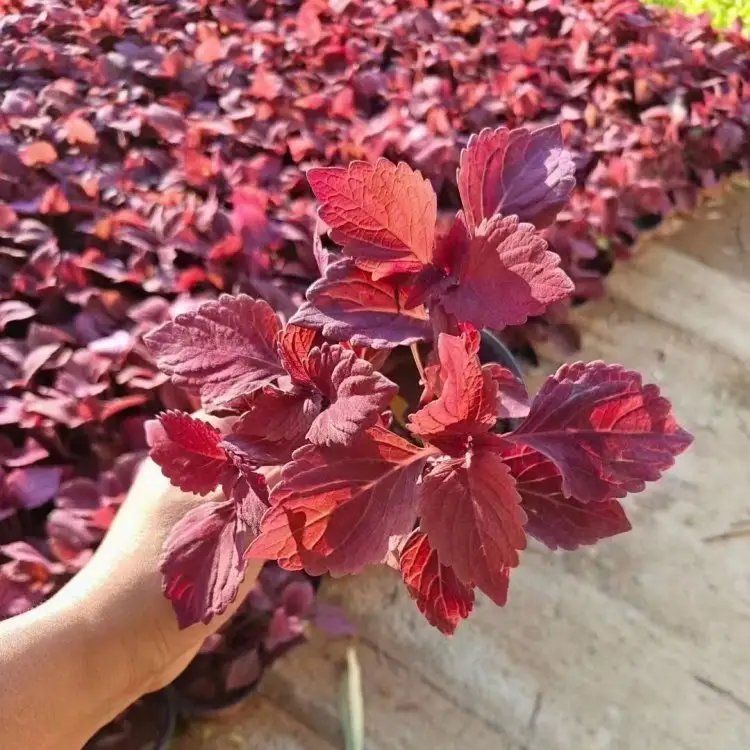 红色彩叶草杯苗容器苗 红色彩叶草杯苗容器苗