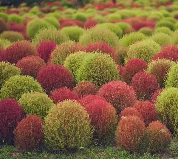 红叶地肤草杯苗容器苗 红叶地肤草杯苗容器苗