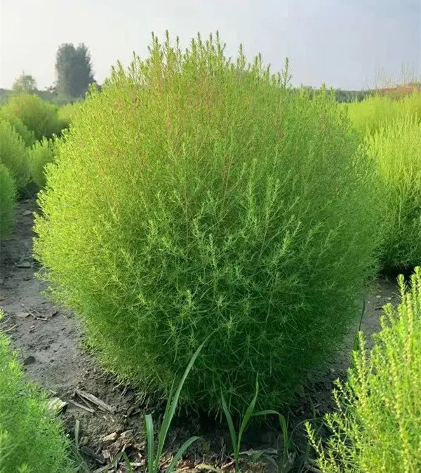 红叶地肤草杯苗容器苗 红叶地肤草杯苗容器苗