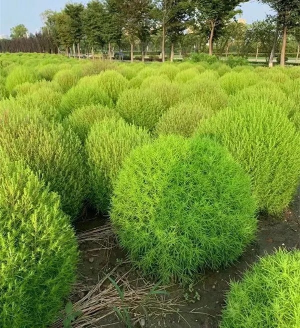 红叶地肤草杯苗容器苗 红叶地肤草杯苗容器苗