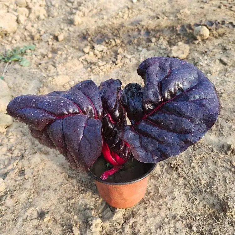 红叶甜菜杯苗容器苗 红叶甜菜杯苗容器苗