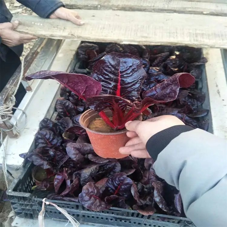 红叶甜菜杯苗容器苗 红叶甜菜杯苗容器苗