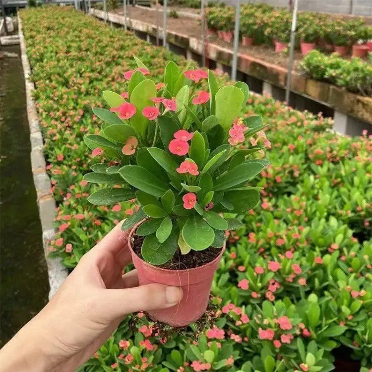 虎刺梅杯苗容器苗 虎刺梅杯苗容器苗