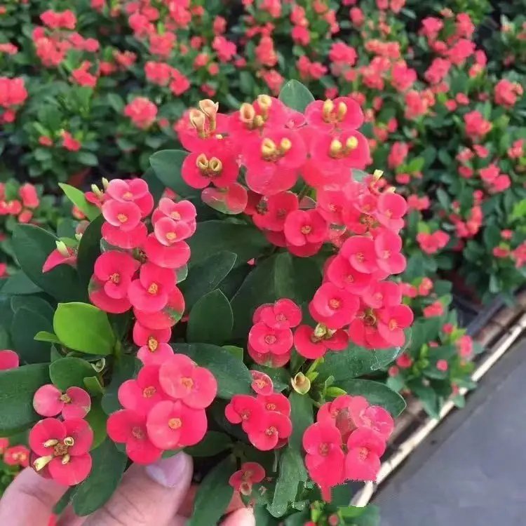 虎刺梅杯苗容器苗 虎刺梅杯苗容器苗