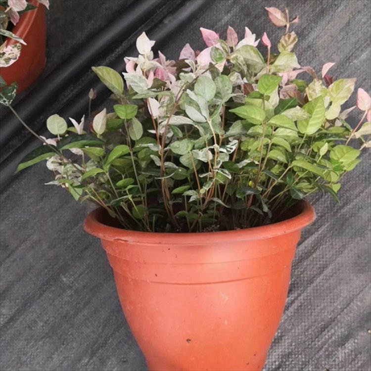 花叶络石杯苗容器苗 花叶络石杯苗容器苗