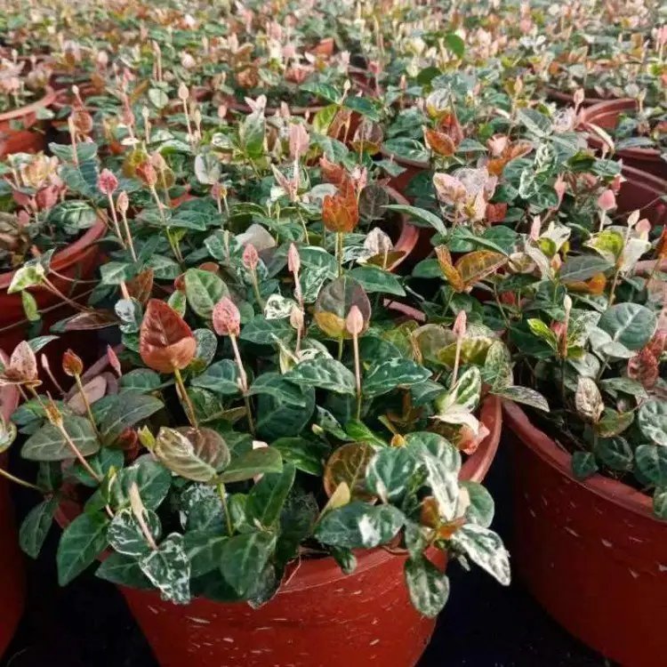 花叶络石杯苗容器苗 花叶络石杯苗容器苗