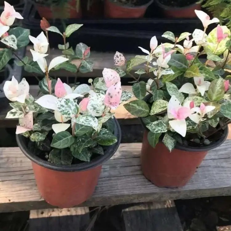 花叶络石杯苗容器苗 花叶络石杯苗容器苗