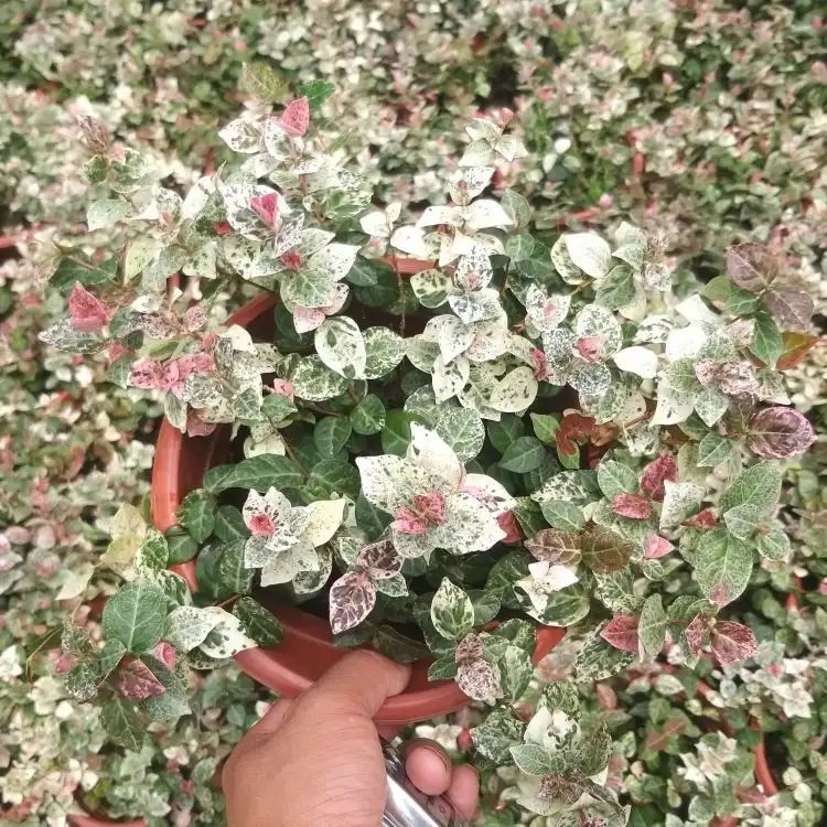 花叶络石杯苗容器苗 花叶络石杯苗容器苗