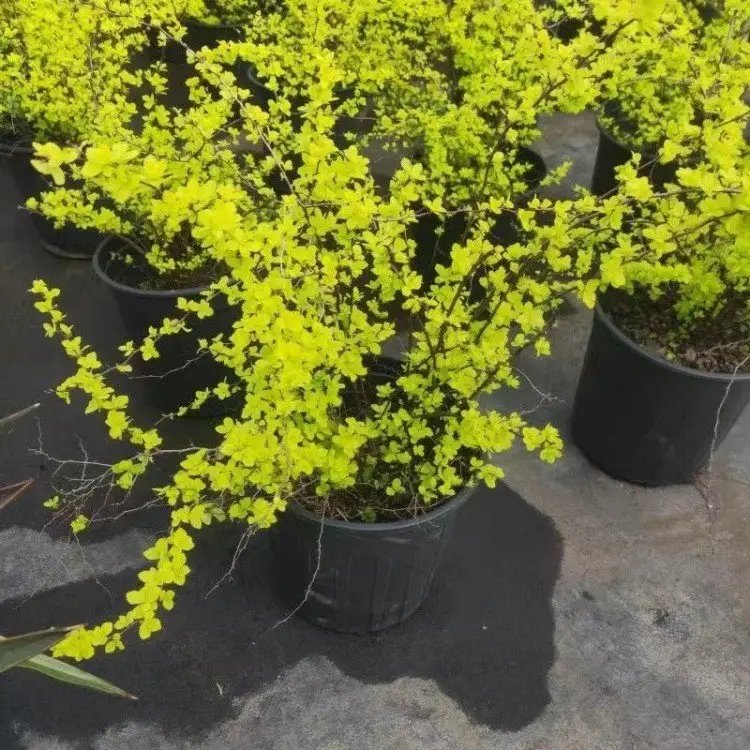 <a href='https://www.lvbad.com/caohuazhongzi/1644.html' target='_blank'>绣线菊</a>杯苗容器苗 绣线菊杯苗容器苗