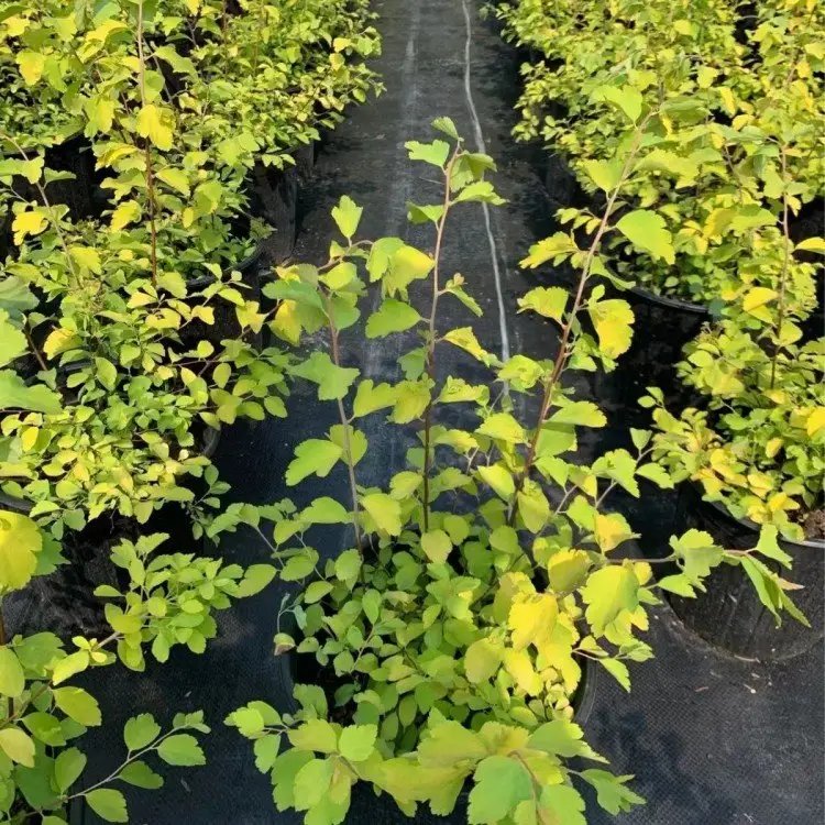 绣线菊杯苗容器苗 绣线菊杯苗容器苗