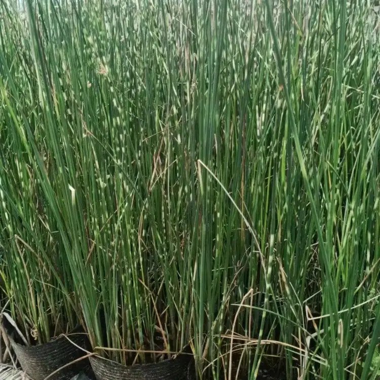 花叶水葱杯苗容器苗 花叶水葱杯苗容器苗