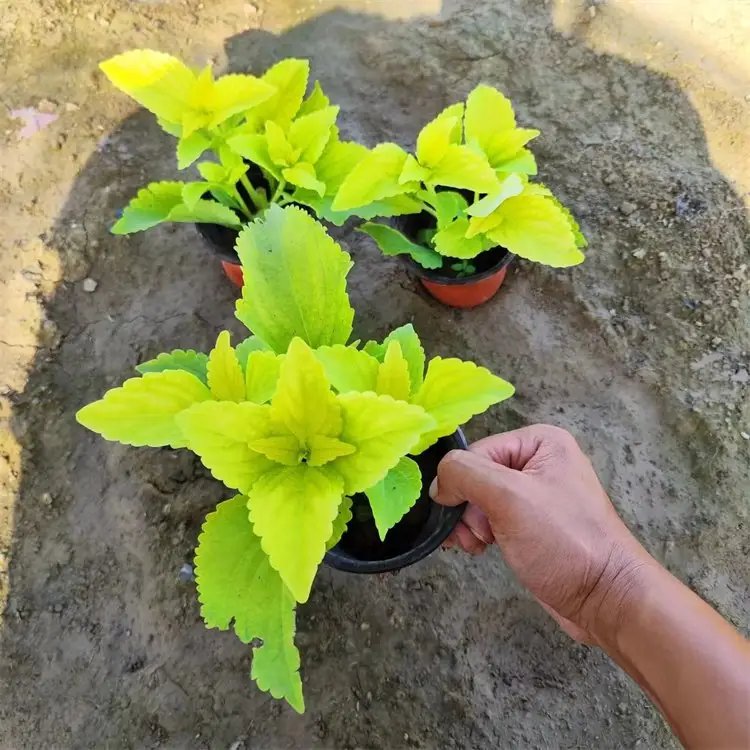 黄色彩叶草杯苗容器苗 黄色彩叶草杯苗容器苗